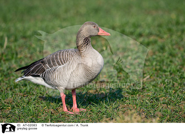 Graugans / greylag goose / AT-02083