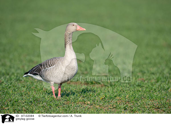 greylag goose / AT-02084