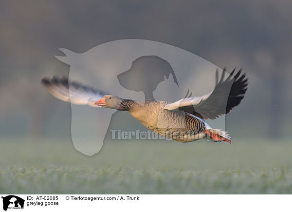 greylag goose / AT-02085