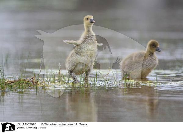 young greylag geese / AT-02086