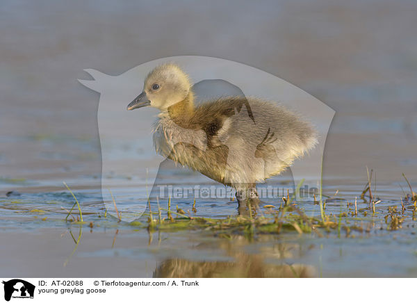 young greylag goose / AT-02088