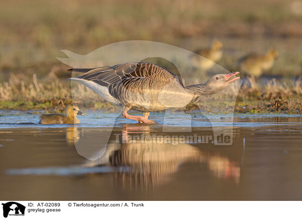 greylag geese / AT-02089
