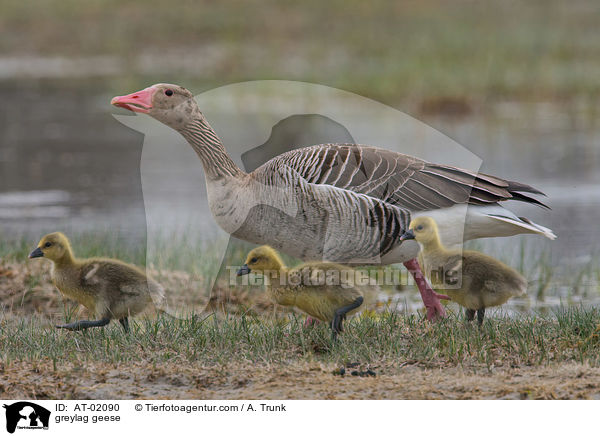 greylag geese / AT-02090