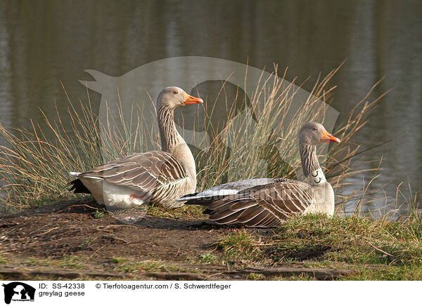 Graugnse / greylag geese / SS-42338