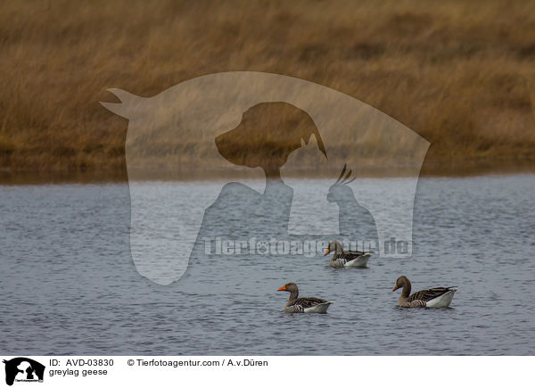greylag geese / AVD-03830