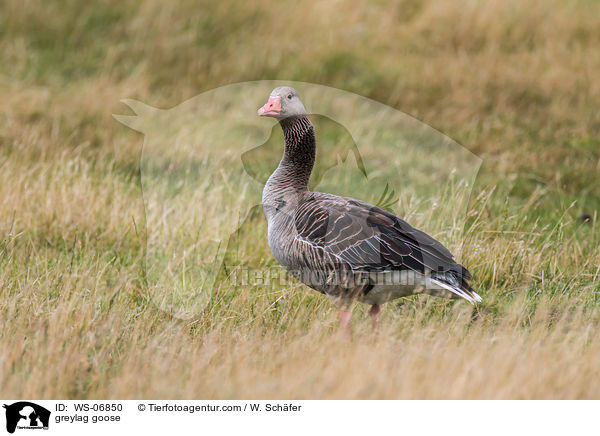 greylag goose / WS-06850