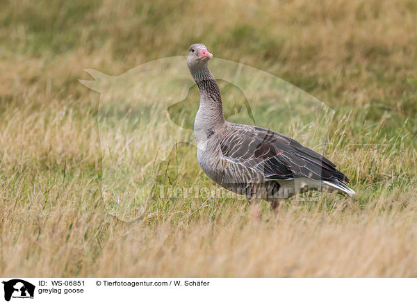 greylag goose / WS-06851