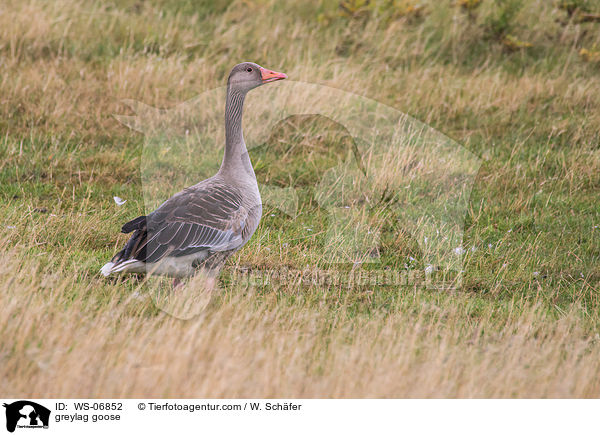 greylag goose / WS-06852
