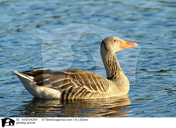 Graugans / greylag goose / AVD-04264