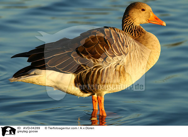 Graugans / greylag goose / AVD-04289