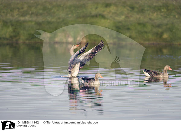 Graugnse / greylag geese / MBS-14142