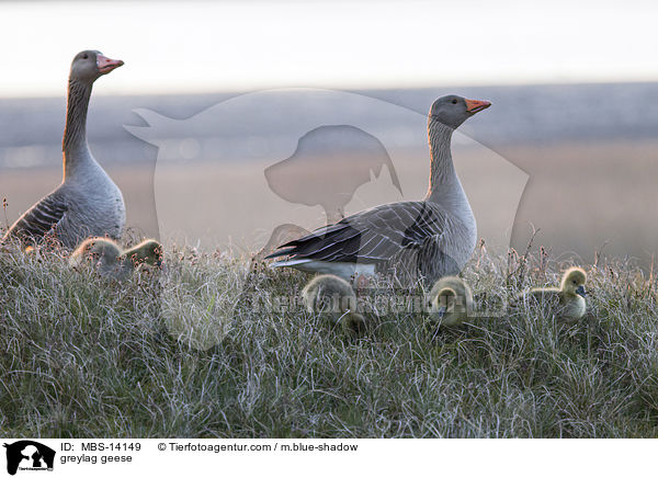 greylag geese / MBS-14149