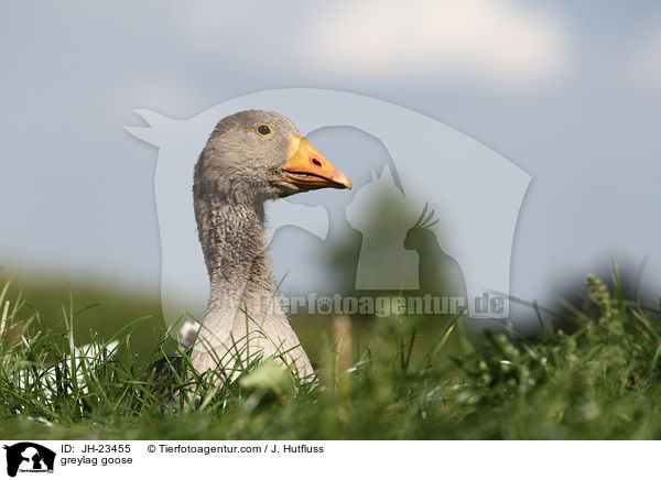 greylag goose / JH-23455