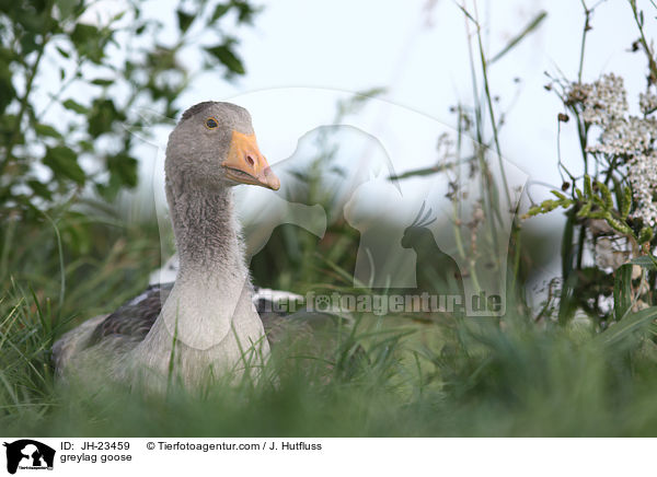 Graugans / greylag goose / JH-23459