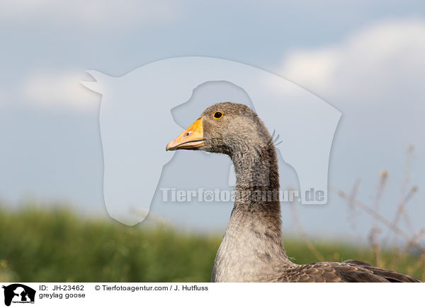 greylag goose / JH-23462