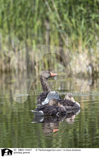 greylag geese / MBS-14407