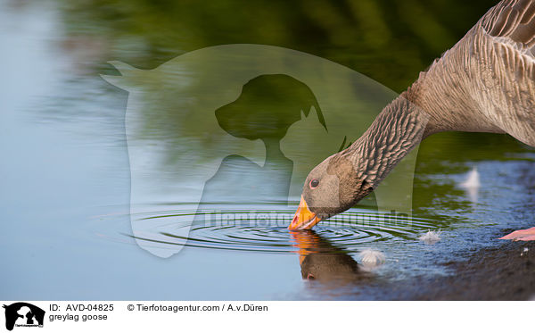 greylag goose / AVD-04825