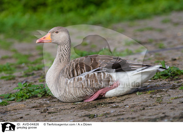 Graugans / greylag goose / AVD-04826