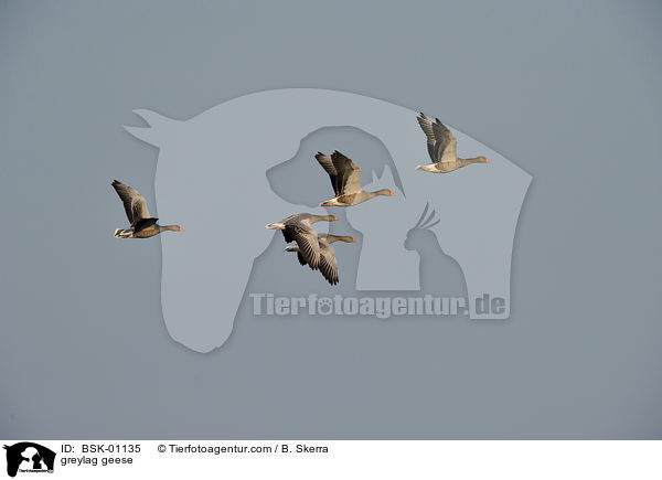 greylag geese / BSK-01135