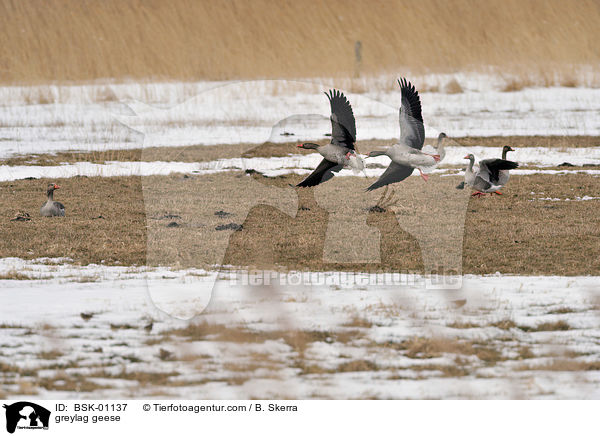 greylag geese / BSK-01137