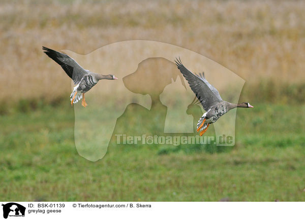 greylag geese / BSK-01139