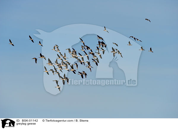 greylag geese / BSK-01142