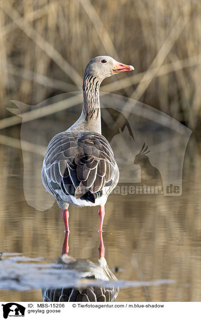 Graugans / greylag goose / MBS-15206