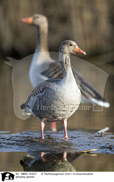 greylag geese / MBS-15207