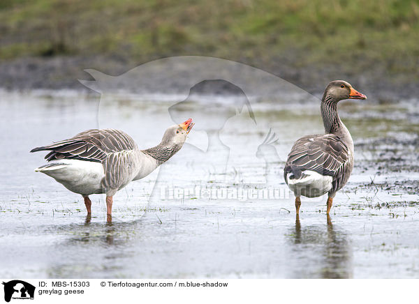 Graugnse / greylag geese / MBS-15303