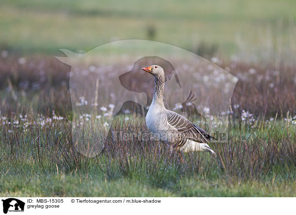 greylag goose / MBS-15305