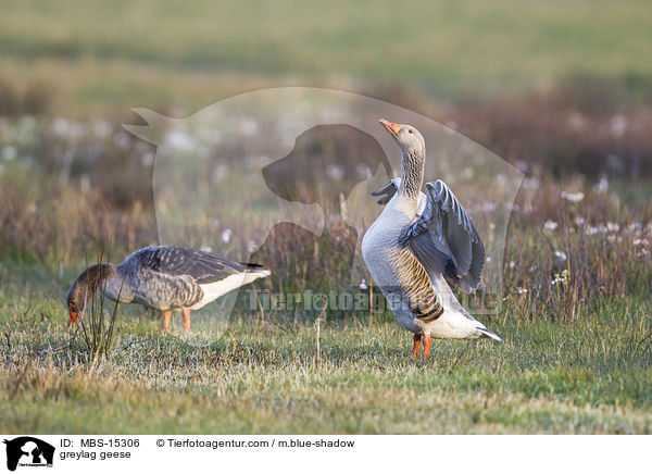 greylag geese / MBS-15306