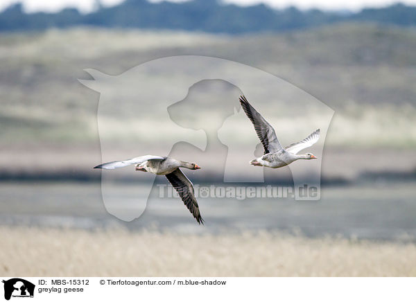 Graugnse / greylag geese / MBS-15312