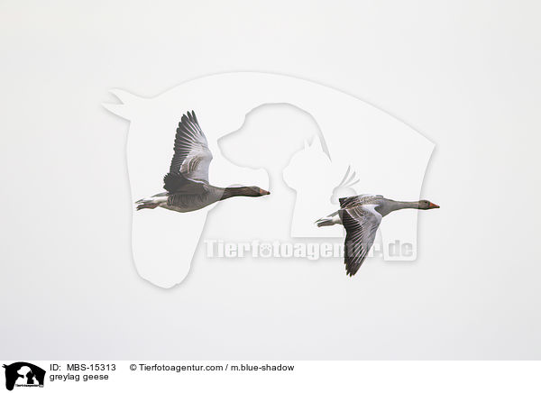 greylag geese / MBS-15313