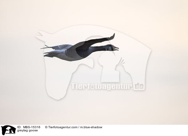 greylag goose / MBS-15316