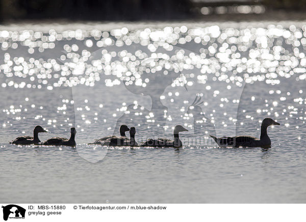 Graugnse / greylag geese / MBS-15880