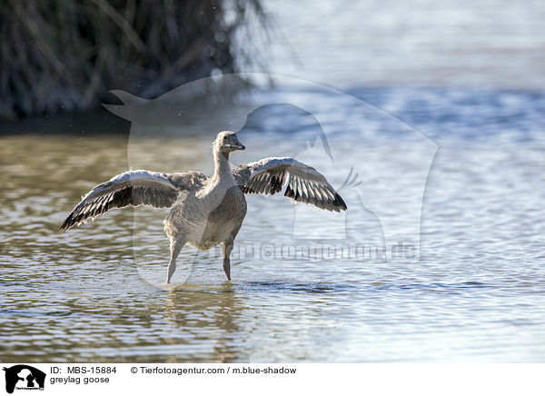 Graugans / greylag goose / MBS-15884