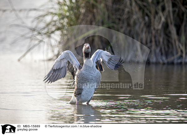 Graugans / greylag goose / MBS-15889