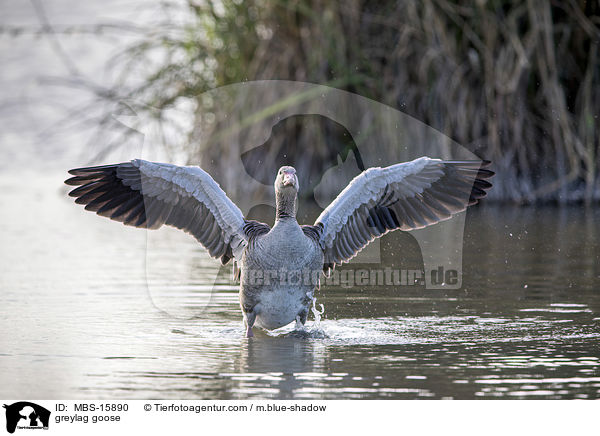 Graugans / greylag goose / MBS-15890