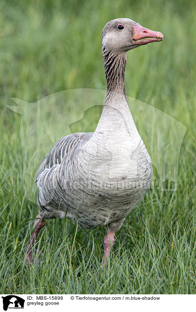 greylag goose / MBS-15898