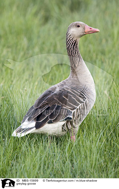 greylag goose / MBS-15899