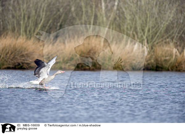 Graugans / greylag goose / MBS-16609