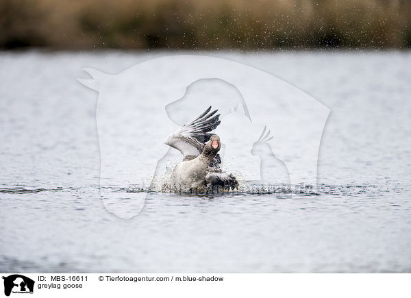 Graugans / greylag goose / MBS-16611