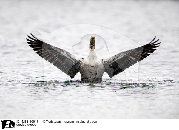 greylag goose / MBS-16617