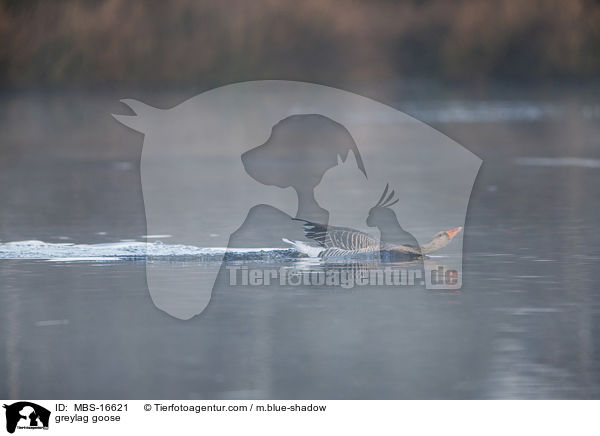 Graugans / greylag goose / MBS-16621