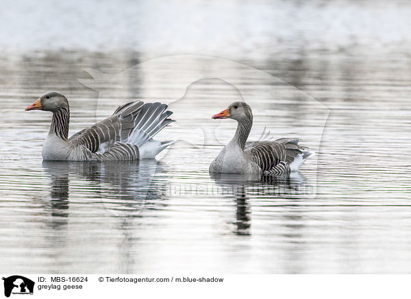 Graugnse / greylag geese / MBS-16624