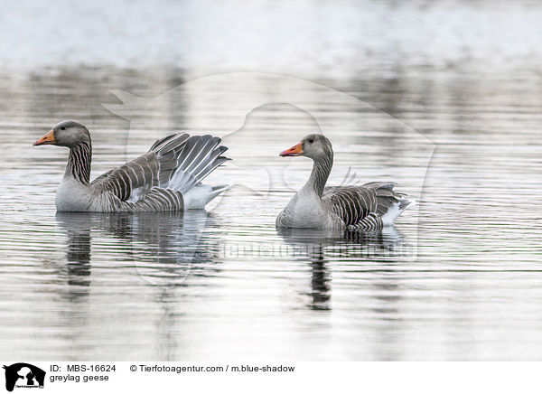 greylag geese / MBS-16624
