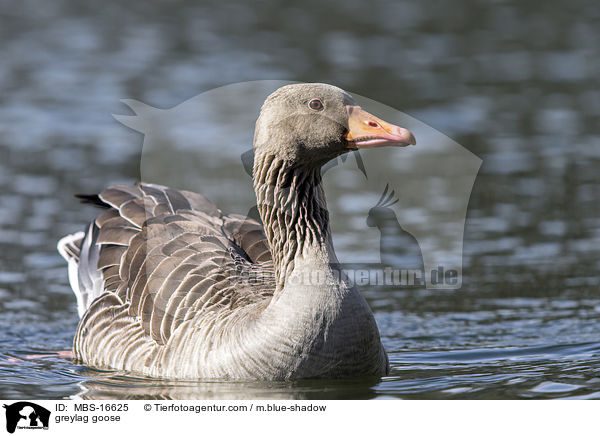 greylag goose / MBS-16625
