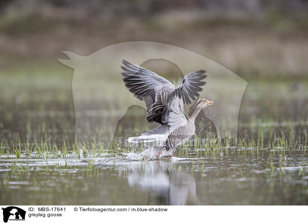 Graugans / greylag goose / MBS-17641