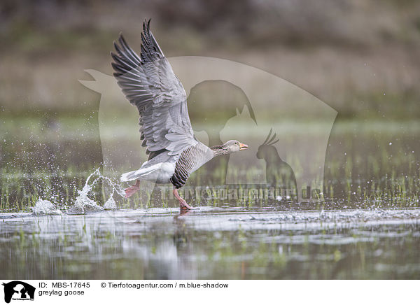 greylag goose / MBS-17645