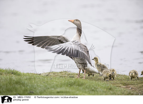 greylag geese / MBS-17650